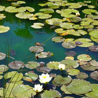 Serene Water Lilies in the Pond
