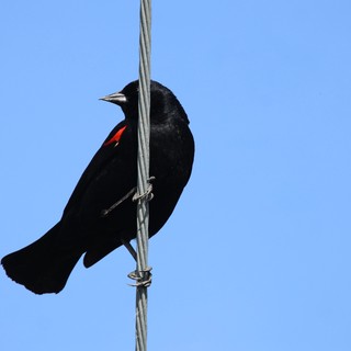 Red-Winged Blackbird Perched on Wire Against Blue Sky