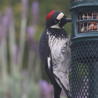 Acorn Woodpecker Feeding at Garden Bird Feeder