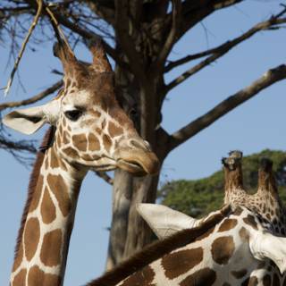 Majestic Twin Giraffes at SF Zoo
