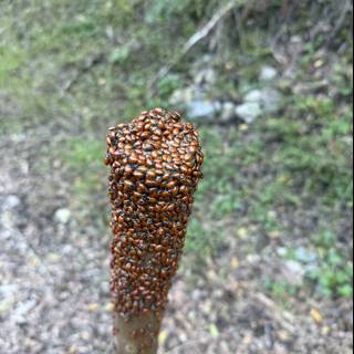 Nature's Gathering: Ladybug Congregation