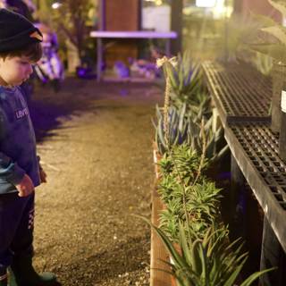 Curiosity in the Desert Garden
