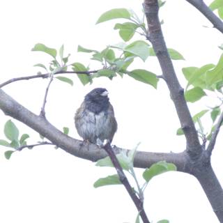 Perched in Serenity