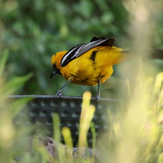 Hooded Oriole Perched at Garden Birdbath