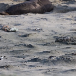 Elephant Seal Pups Resting on Sandy Beach at Drakes Beach