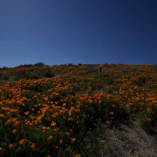 Basking in the California Poppy Fields
