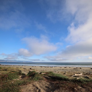 Elephant Seals Resting on Drakes Beach Coastline