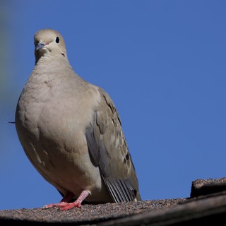Mourning Dove Perched on Textured Roof Under Blue Sky