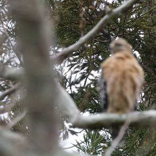 Red-Tailed Hawk Perched in Winter Evergreen Branches