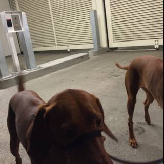 Two Canine Buddies in a Garage