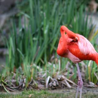 A Flamboyant Flamingo in the Grass