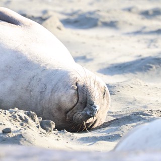 Resting Elephant Seal on Sandy Beach