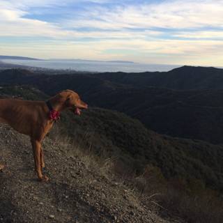 Canine With a View