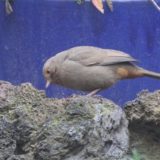 backyard bird feeding area