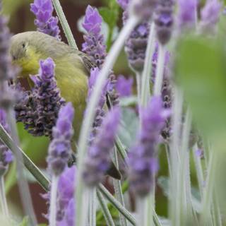 Lavender Haven