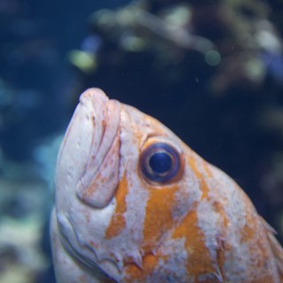 Orange and White Fish Close-Up in Aquarium