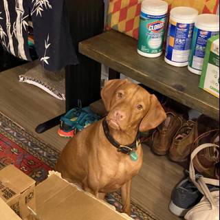 2 Shoes and a Vizsla in a Room Full of Boxes