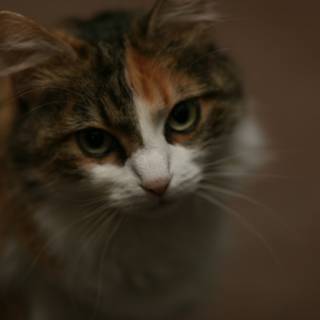 Purrfectly Photogenic Calico Cat