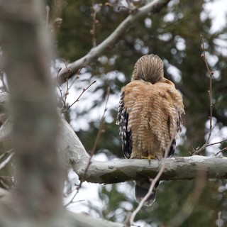 Red-Shouldered Hawk Perched in Winter Tree