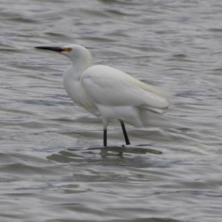Majestic Egret in San Pablo Bay