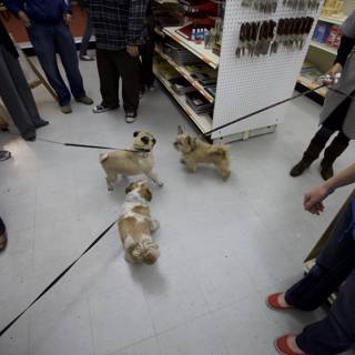 Shopping with our furry friends