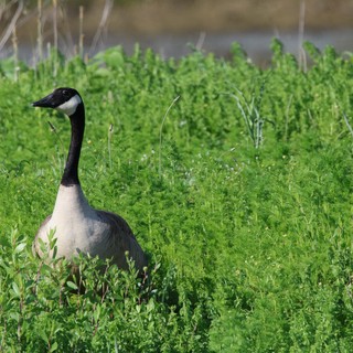 Canada Goose in Lush Green Wetland Grass