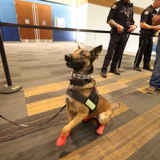 K9 Police Dog in Red Crocs at Airport Checkpoint
