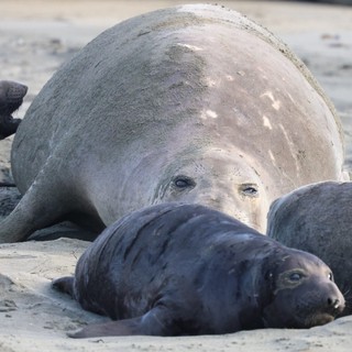 Northern Elephant Seal Mother with Dark Pups on Beach