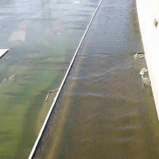 Algae-Infested River