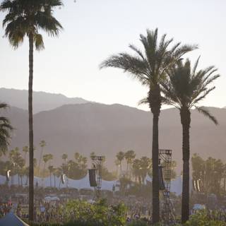Palm Trees and Mountains in Coachella