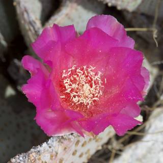 Pink Beauty in the Cactus