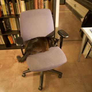 The Bookish Cat on a Swivel Chair