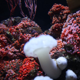 Vibrant Coral Reef Community with Red and White Specimens
