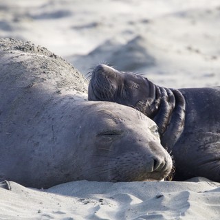 Mother and Pup Elephant Seals Resting on Sandy Beach