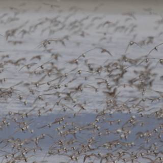 Symphony in Flight