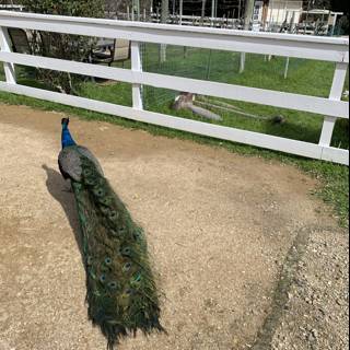 Majestic Peacock Strolls Down Dirt Road