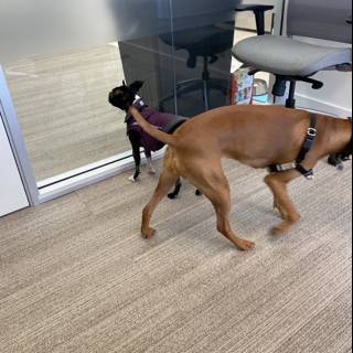 Office Pooches