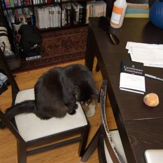 Feline on Plywood Chair