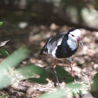 Red-Beaked Bird in the Woods