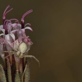Garden Spider Resting on Desert Flower