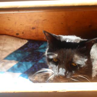 Feline Retreat in a Drawer