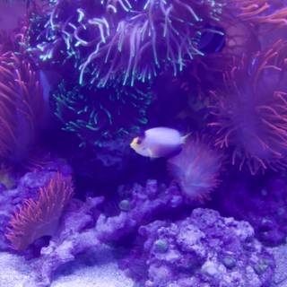 Vivid Underwater Ecosystem: A Clown Fish Tale
