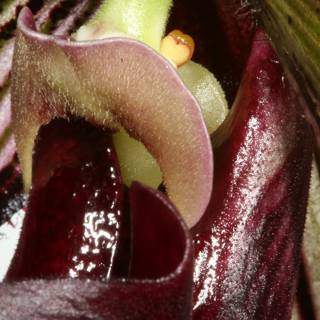 Purple Orchid in Close-up