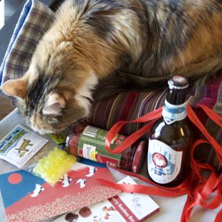 Lazy Christmas with the Cat and Beer