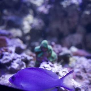 Deep Dive into the Aquatic Realm - The Majestic Purple Fish