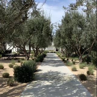 The Olive Pathway