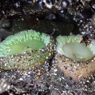 Giant Green Anemones Exposed at Low Tide