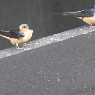 Feathered Companions