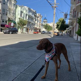 A Canine Stroll in the City