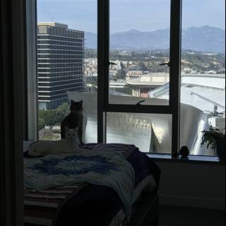 Feline Relaxation with a View